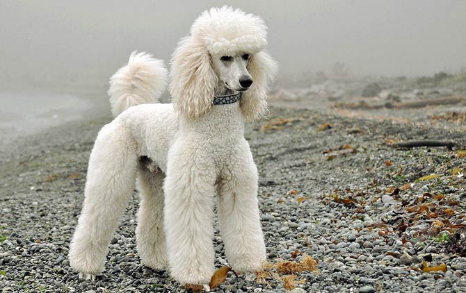 Schopenhauer’s Poodles