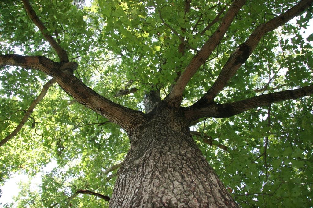 Under the Oaks