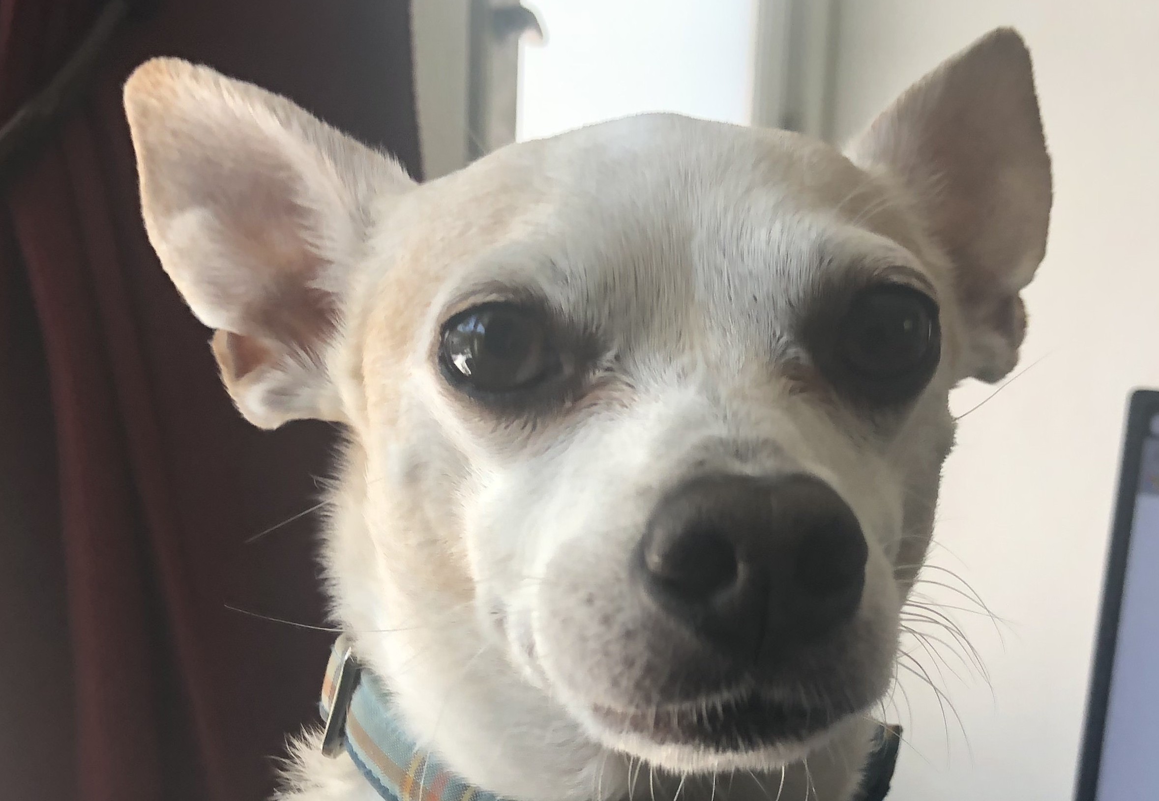Palm Springs includes pets in its disaster plan