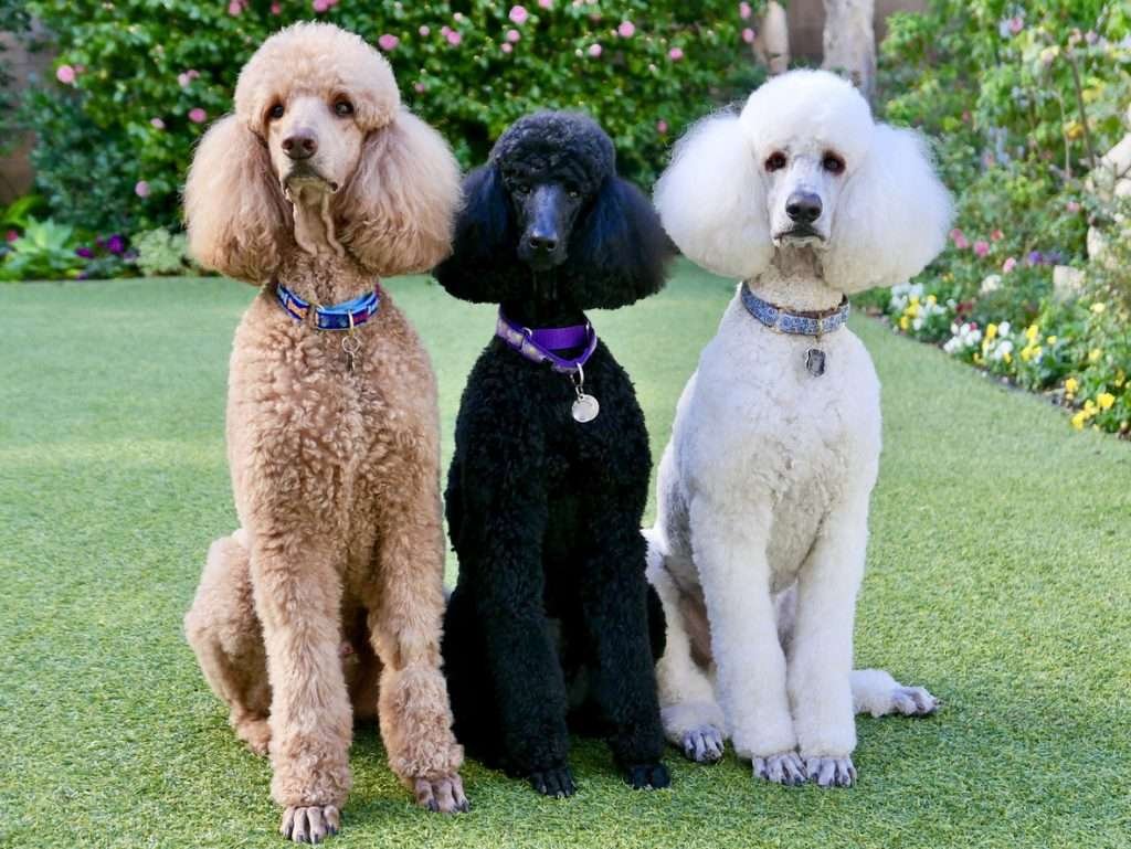 Toward a new Poodlism